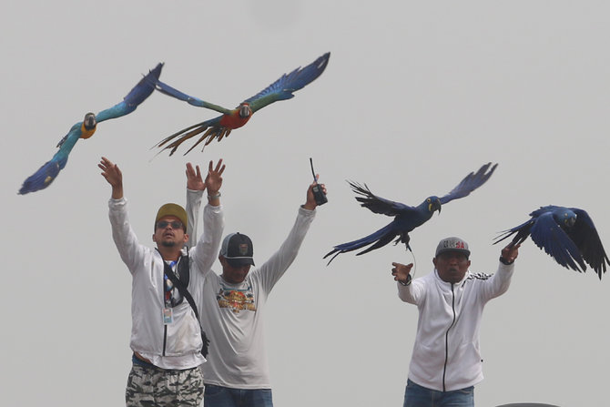 lomba burung paruh bengkok