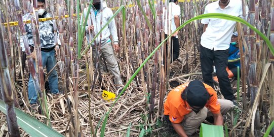 Kerangka Manusia di Kebun Tebu Malang Diduga ODGJ