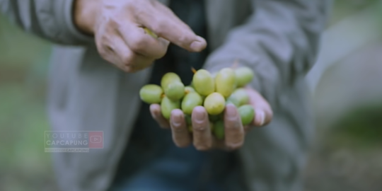 Punya Perawatan Khusus, Ini Kisah Inspiratif Petani Kurma yang Sukses di Tanah Karo
