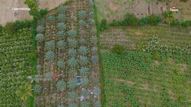 punya perawatan khusus ini kisah inspiratif petani kurma yang sukses di tanah karo