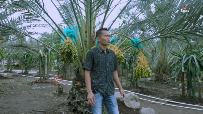 punya perawatan khusus ini kisah inspiratif petani kurma yang sukses di tanah karo