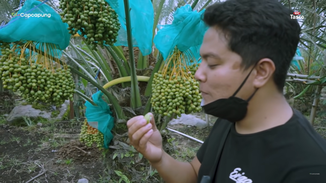 punya perawatan khusus ini kisah inspiratif petani kurma yang sukses di tanah karo