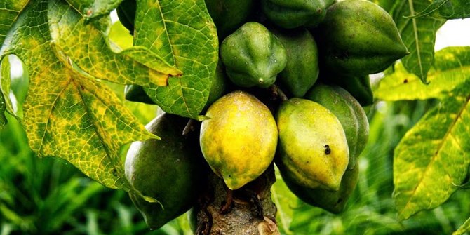 7 Manfaat Buah Carica untuk Kesehatan, Tingkatkan Imun hingga Kesehatan Mata