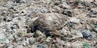Penyu Hijau Berukuran Besar Mati di Tumpukan Sampah Plastik Pantai Kedonganan Bali