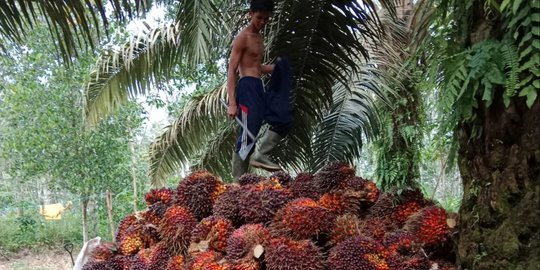 Malaysia-Indonesia Kompak Lawan Uni Eropa, Ancam Setop Ekspor Minyak Sawit