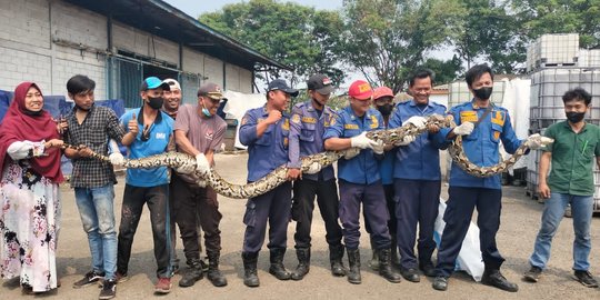 Lima Jam Menegangkan Tangkap Piton 5 M di Tangerang, Tongkat Penjepit Sampai Patah