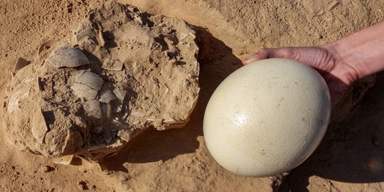 8 Butir Telur Burung Unta Purba Tersimpan di Perapian Selama 4.000 Tahun