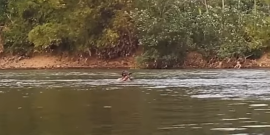 Keris Pusaka Langka Diduga Buatan Mpu Sindok Ditemukan di Sungai, Berkinatah Emas