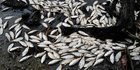 Air Tercemar, Ikan di Laguna Marapendi Brasil Mati Massal