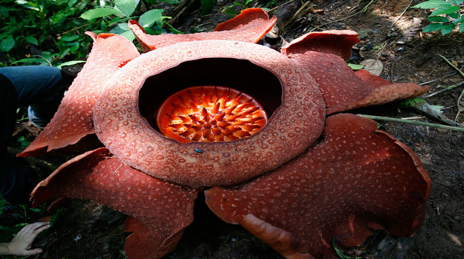 rafflesia arnoldii