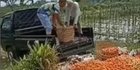 Viral Petani di Temanggung Emosi karena Harga Tomat Anjlok, Tembus Rp500 per Kg