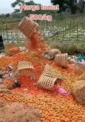 petani tomat temanggung buang hasil panen