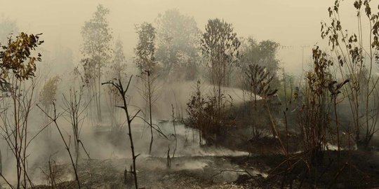 Strategi Polri Antisipasi Kebakaran Hutan di 2023