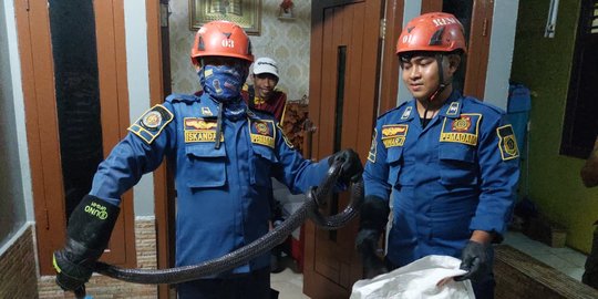 Mau Masak Mi, Warga Bogor Temukan Ular Kobra Melingkar di Tabung Gas