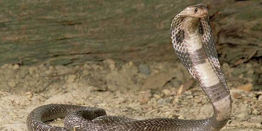 Bocah Delapan Tahun di India Gigit Kobra Sampai Mati