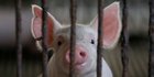 30 Babi di Flores Timur Terserang ASF, Kadistanpangan Bali: Bibit Bukan dari Kita