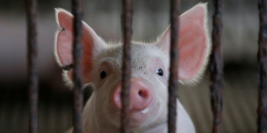 30 Babi di Flores Timur Terserang ASF, Kadistanpangan Bali: Bibit Bukan dari Kita