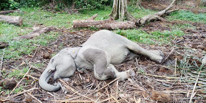 Terpapar Virus EEHV, Anak Gajah Sumatera Mati di TWA Buluh Cina Riau