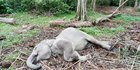 Kematian Damar Saat Jumlah Gajah di Riau Semakin Langka