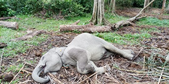 Kematian Damar Saat Jumlah Gajah di Riau Semakin Langka