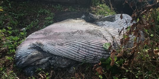 Paus Bryde Mati Terdampar di Pantai Bali, Kondisi Badan Tidak Utuh