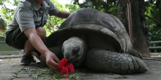 Gembira Loka Zoo Tambah Koleksi Satwa Sambut Imlek, Ada yang dari Amerika