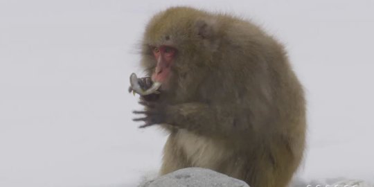 Pertama Kalinya Monyet Salju Jepang Terlihat Sedang Memancing Ikan