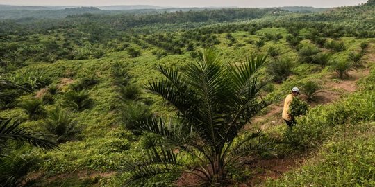 Ini Saran untuk Pemerintah yang Ingin Buat Harga Acuan Sawit Indonesia