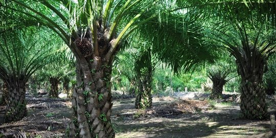 Kebun Kelapa Sawit dan Besi Tua Jadi Paling Laku di Lelang Pemerintah 2022