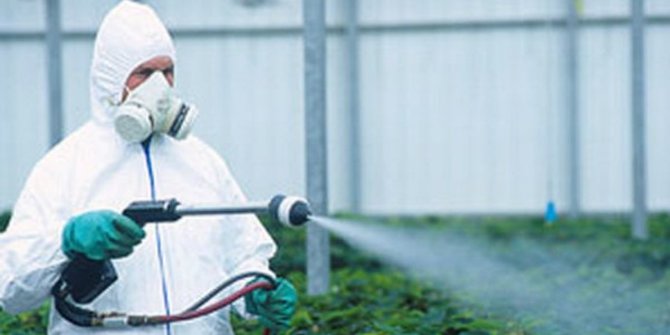 Bahaya Pestisida dan Zat Aldicarb saat Masuk ke Dalam Tubuh Manusia