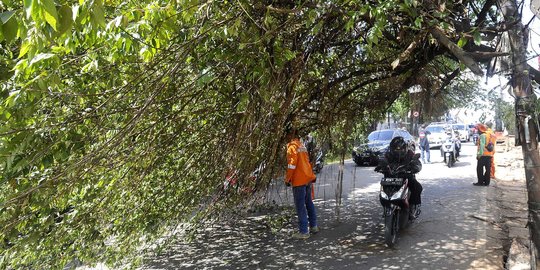 Hati-Hati, Pohon Hampir Tumbang Ancam Keselamatan Pengendara di Pondok Cabe