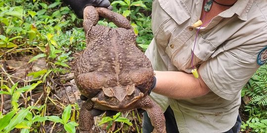 Inilah Toadzilla, Kodok Terbesar di Dunia