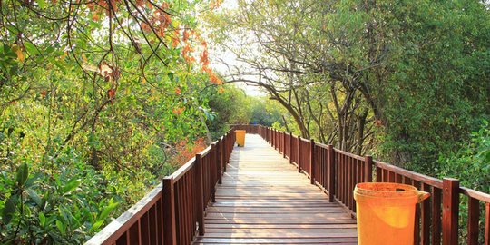 Wisata Mangrove Surabaya Lengkap dengan Harga Tiket, Fasilitas, dan Jam Bukanya