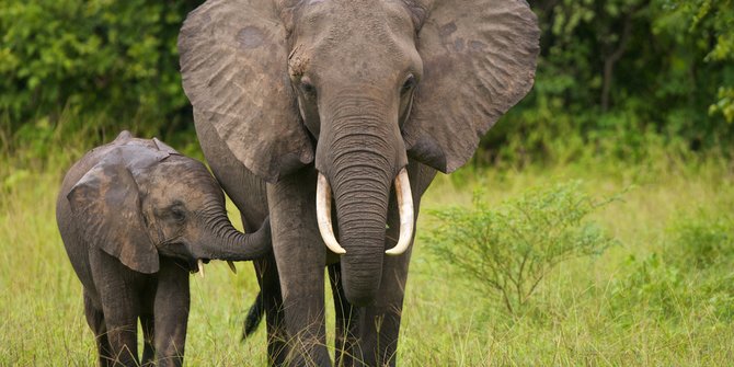 Gajah Liar Serang Sembilan Desa di Aceh