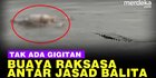 VIDEO: Kronologi Viral Buaya Antar Jasad Balita Hilang Tenggelam di Kalimantan Timur