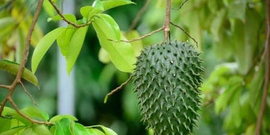 10 Fungsi Daun Sirsak untuk Kesehatan, Bantu Atasi Asam Urat