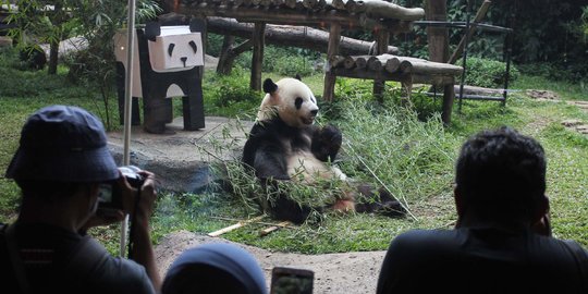 Libur Panjang Imlek, Pengunjung Taman Safari Meningkat 70 Persen