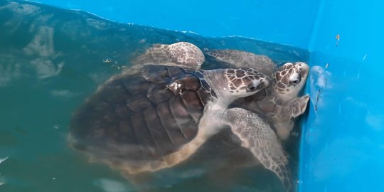 Mengintip Konservasi Penyu Nagaraja, Sekolah Alam di Pesisir Pantai Cilacap