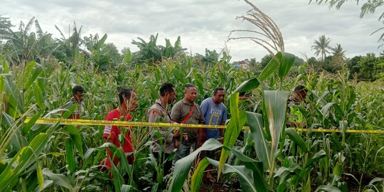 Pembuat Pupuk Bokasi Ditemukan Tewas dalam Kebun Jagung di Kupang