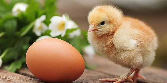 Pertanyaan Sepanjang Masa Akhirnya Terjawab, Mana yang Lebih Dulu: Ayam atau Telur?