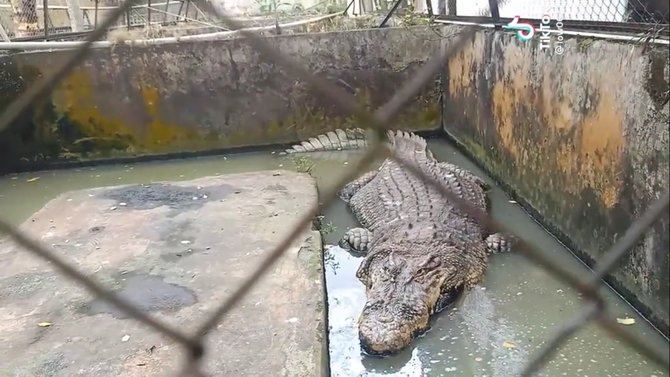 super besar ini potret buaya berusia 5 hingga 50 tahun yang tengah viral