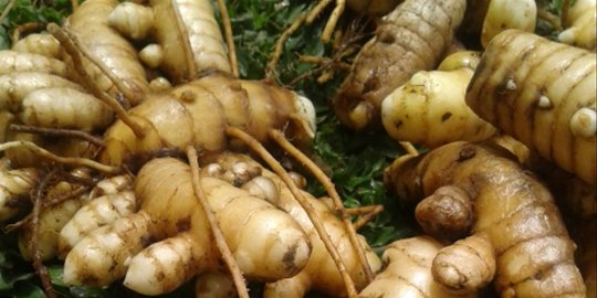 10 Manfaat Kunir Putih untuk Kesehatan, Bantu Atasi Gangguan Asma