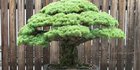 Pohon Bonsai Berusia 400 Tahun Ini Selamat dari Bom Atom Hiroshima Saat Perang Dunia