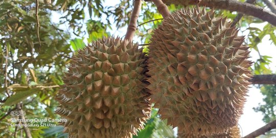 Pohon Durian di Rembang Usianya Capai 300 Tahun, Ini 3 Fakta di Baliknya