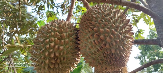 pohon durian berusia ratusan tahun