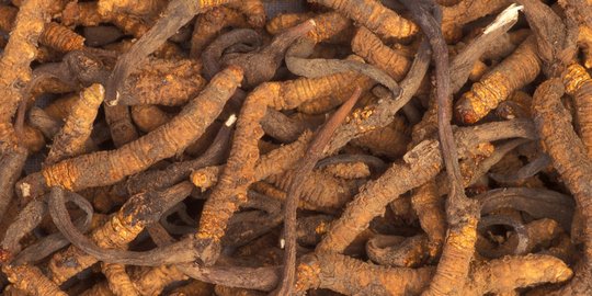 6 Manfaat Jamur Cordyceps, Jadi Sorotan di Serial 'The Last of Us'