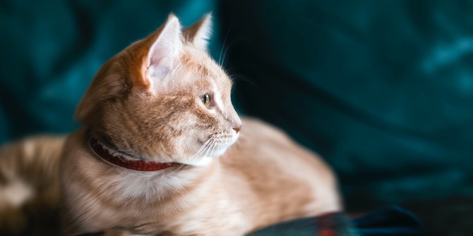 200 Nama Kucing Lucu, Menari dan  Anti-Mainstream Cocok untuk Peliharaan Kesayangan