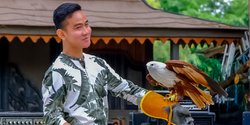 Momen Gibran Atraksi dengan Elang Bondol hingga Dikaitkan Pilgub DKI Jakarta