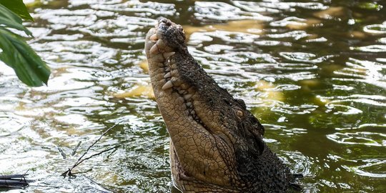 Buaya Muncul di Bawah Rumah Panggung Warga Kota Pekanbaru