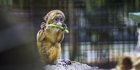 30 Januari: Peringati Hari Primata Indonesia, Ini Tujuan dan Faktanya